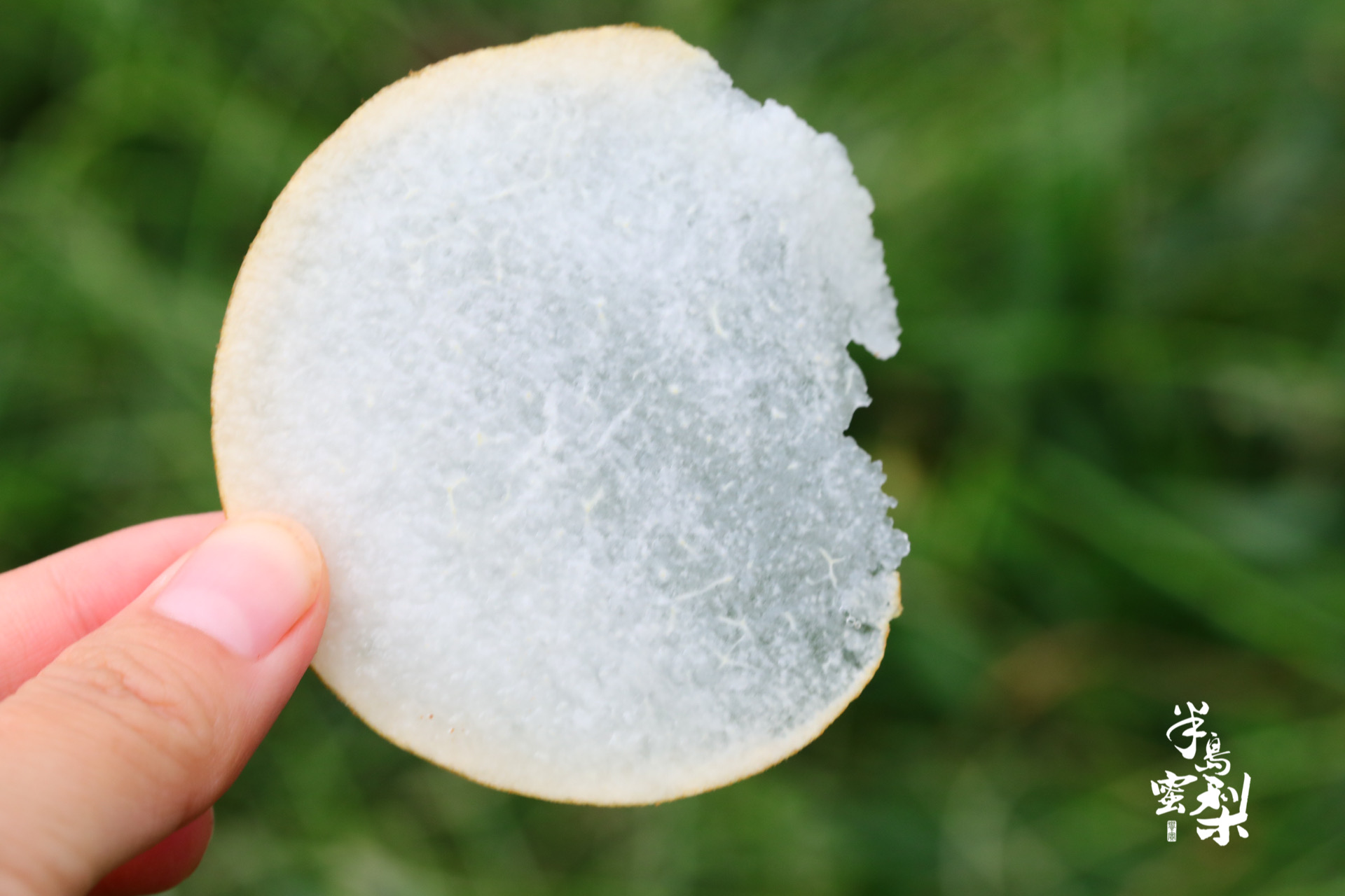 正宗莱阳秋月梨，礼盒装，梨中极品，肉嫩汁甜，入口细腻多汁，形似满月，果核小，满满的果肉，可食率极能达到95%