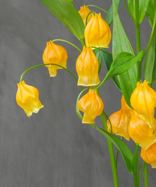 宫灯 Sandersonia Aurantiaca Hook 商品图1