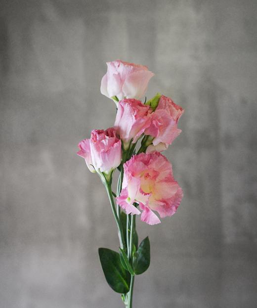 洋桔梗 Lisianthus 商品图2