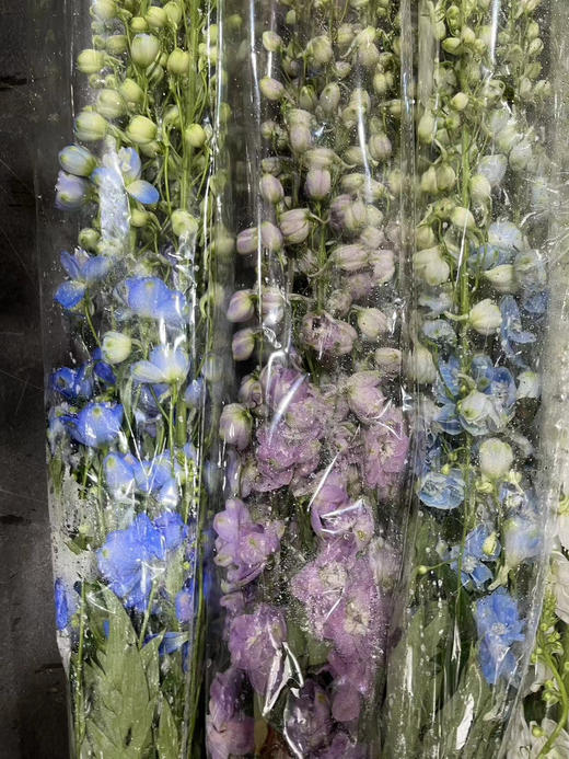 【国产】大飞燕  多色可选   约5枝/扎  约70公分 商品图10