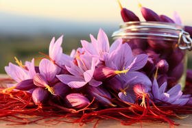 常吃藏红花没效果？可能你吃的只是红花！一字之差，价格却相差几十倍！