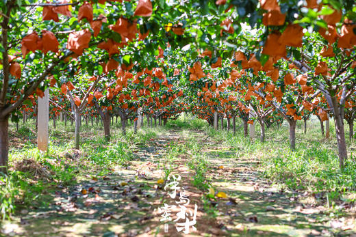 正宗莱阳秋月梨，礼盒装，梨中极品，肉嫩汁甜，入口细腻多汁，形似满月，果核小，满满的果肉，可食率极能达到95% 商品图6