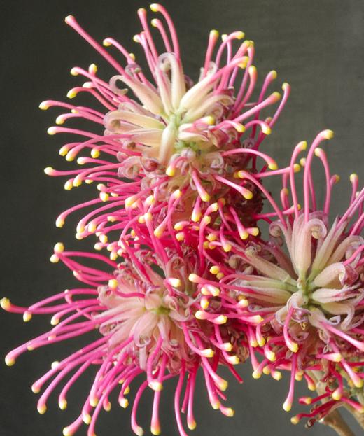 银桦 Grebillea Robusta 商品图2