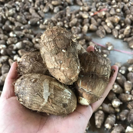 自然种植的奶油芋头，没有化学肥料，煮熟后没有硬块，老人吃了容易消化，预防骨质疏松，孩子吃了能预防蛀牙，经常吃有洁净牙齿的功效！5斤/袋 商品图4