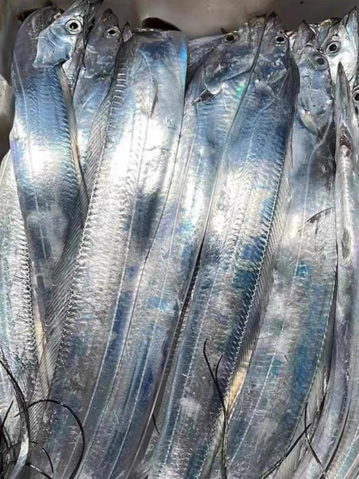 渤海湾冷水鲜带鱼（纯鲜，不是冰冻的）可以清蒸！3斤左右/箱 商品图1