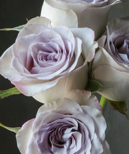 海洋之谜 The Mystery of the Sea 商品图1