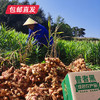 云南高原小黄姜3斤家庭装 【包邮直发】（ZB） 商品缩略图2