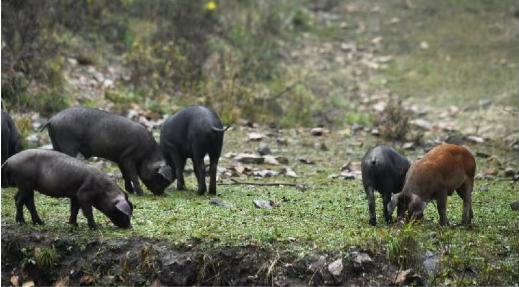  杞冠严选 | 一分地农场 赛罕云黑猪 AB款礼盒 猪肉 北京免邮 商品图3