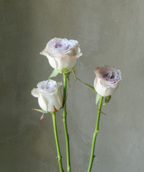 海洋之谜 The Mystery of the Sea