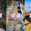 【9.15-10.6 | 共五期】徽杭织茧晒秋|出名阳产土楼晒秋，经典徽杭古道17公里，蚕丝扇+纺织+喂桑养蚕，研学丝绸之路，醉秋古徽州来这错不了 商品缩略图0