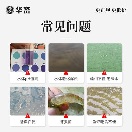 华畜水产乳酸菌1.1kg 复合菌种肠道健康呼吸好 商品图2