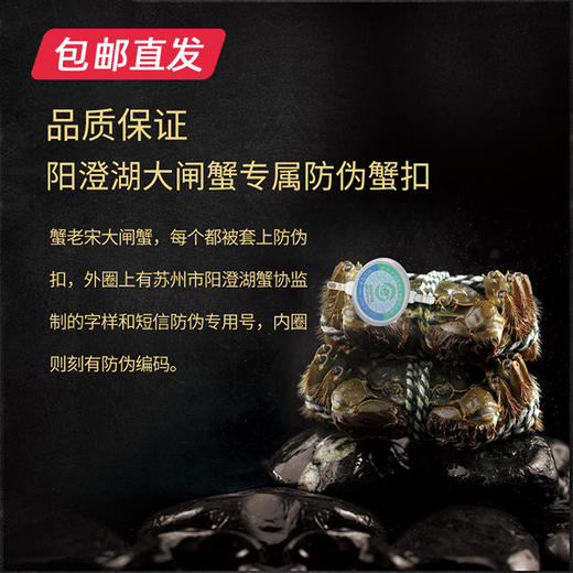 蟹老宋阳澄贡礼大闸蟹券998型 10只（雄蟹5.0两/只 雌蟹3.5两/只）【包邮直发】（ZB） 商品图3