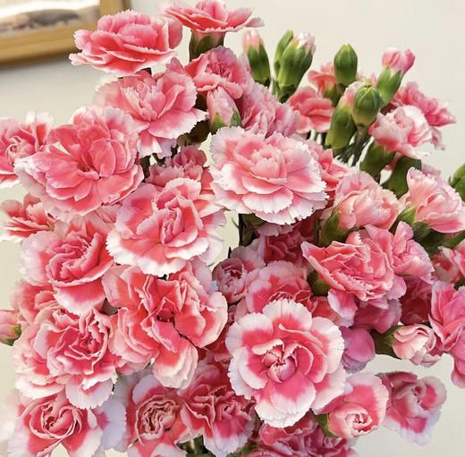 多头康乃馨·樱桃太子 商品图1