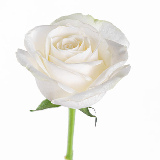 【花匠铺】骄傲 10支/扎 白色玫瑰 云南基地发货 （价格已包含包装费用） 运费以实际为准，多退少补。 商品图3