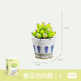 月光社愈见肉肉屋系列肉锥804208