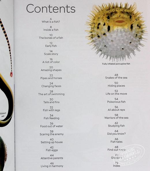 预售 【中商原版】DK Eyewitness系列 鱼类百科 Eyewitness Fish 英文原版 自然生命科学 百科科普 商品图4