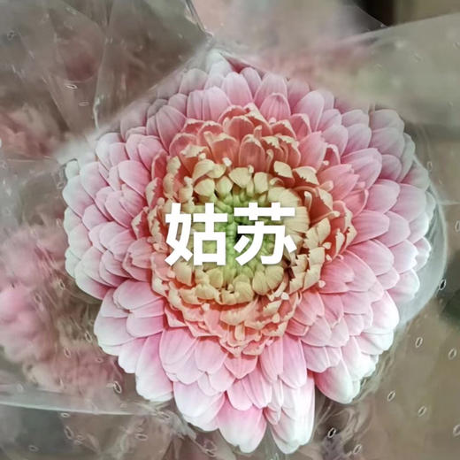 非洲菊.姑苏 商品图0