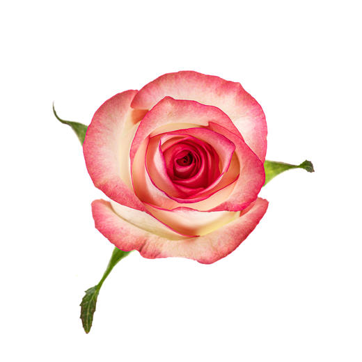 【花匠铺】艾莎 10支/扎 粉玫瑰 云南基地发货 （价格已包含包装费用） 运费以实际为准，多退少补。 商品图4