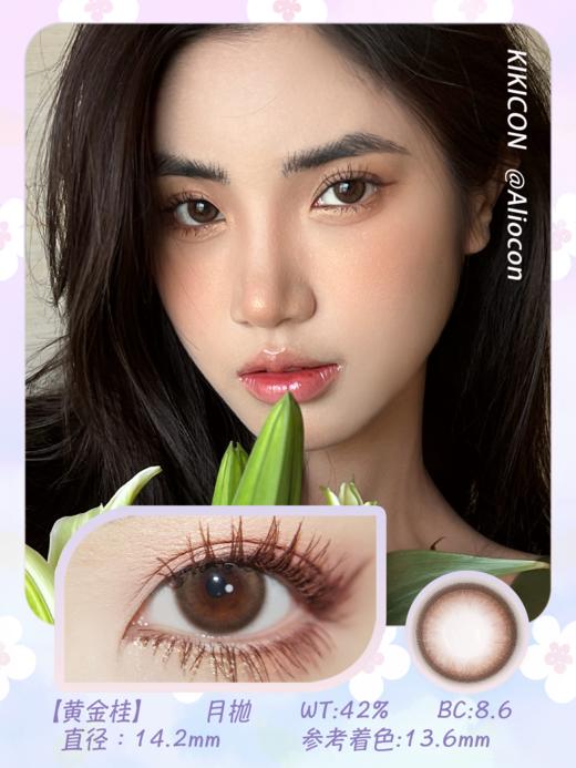 Kikicon 黄金桂 14.2mm【月抛 | 1片/盒】 商品图1