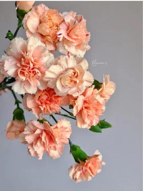 多头康乃馨 | 音符