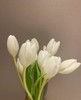 国产郁金香 | 兰卡白 商品缩略图6