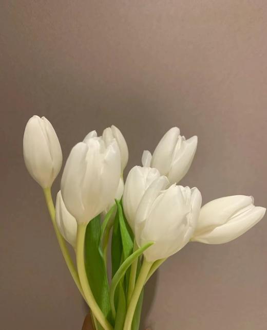 国产郁金香 | 兰卡白 商品图6