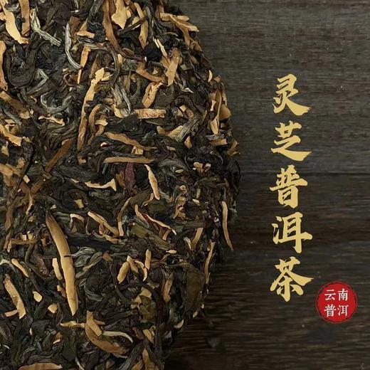 【浙大食用菌研究中心研发】灵芝普洱茶-百年普洱-生茶茶饼357g 商品图4
