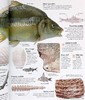 预售 【中商原版】DK Eyewitness系列 鱼类百科 Eyewitness Fish 英文原版 自然生命科学 百科科普 商品缩略图6