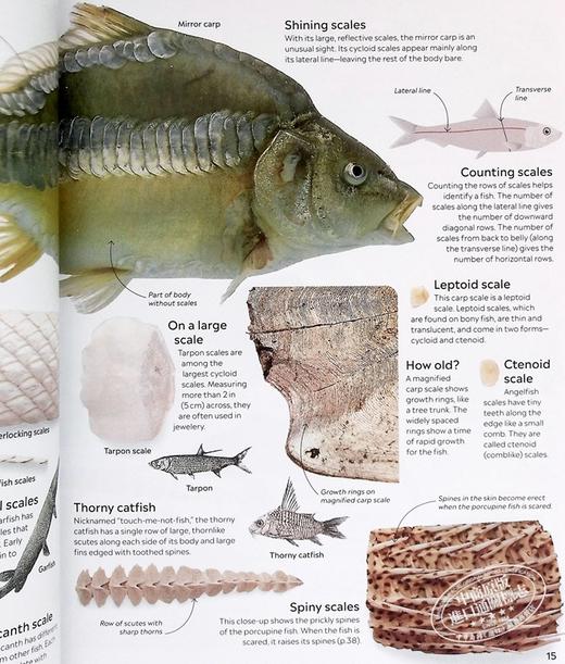 预售 【中商原版】DK Eyewitness系列 鱼类百科 Eyewitness Fish 英文原版 自然生命科学 百科科普 商品图6