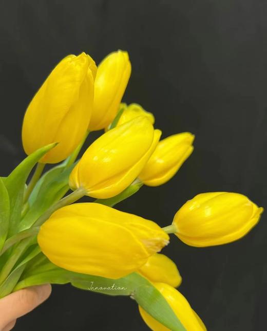 国产郁金香 | 黄金 商品图4