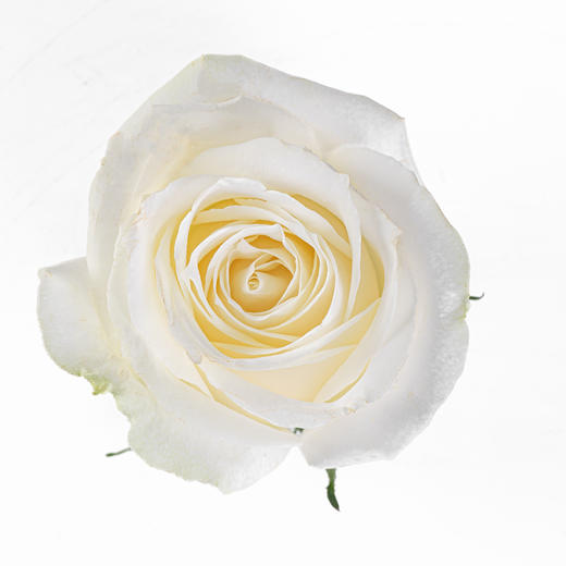 【花匠铺】骄傲 10支/扎 白色玫瑰 云南基地发货 （价格已包含包装费用） 运费以实际为准，多退少补。 商品图4