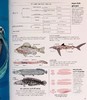预售 【中商原版】DK Eyewitness系列 鱼类百科 Eyewitness Fish 英文原版 自然生命科学 百科科普 商品缩略图5