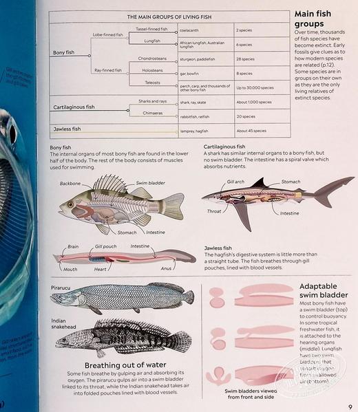 预售 【中商原版】DK Eyewitness系列 鱼类百科 Eyewitness Fish 英文原版 自然生命科学 百科科普 商品图5