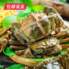 蟹老宋阳澄贡礼大闸蟹券998型 10只（雄蟹5.0两/只 雌蟹3.5两/只）【包邮直发】（ZB） 商品缩略图2