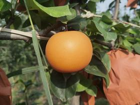 有机秋月梨4.5斤礼盒装（9-12个）