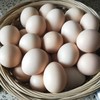【一周发一次】【竹林散养土鸡蛋】竹林散养刨刨鸡 蛋清浓稠 蛋黄密度结实 个头均匀 商品缩略图12