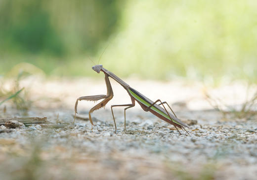 中华大刀螳螂 商品图0