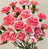 多头康乃馨·樱桃太子 商品缩略图0