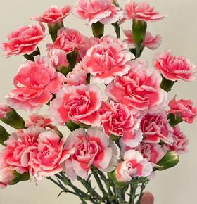 多头康乃馨·樱桃太子