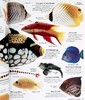 预售 【中商原版】DK Eyewitness系列 鱼类百科 Eyewitness Fish 英文原版 自然生命科学 百科科普 商品缩略图7