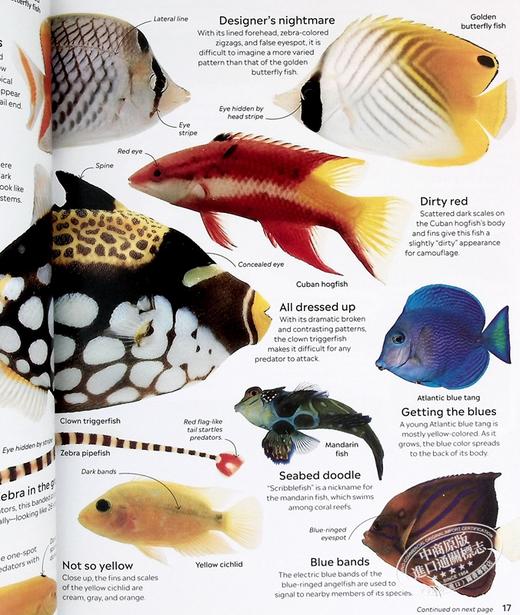 预售 【中商原版】DK Eyewitness系列 鱼类百科 Eyewitness Fish 英文原版 自然生命科学 百科科普 商品图7