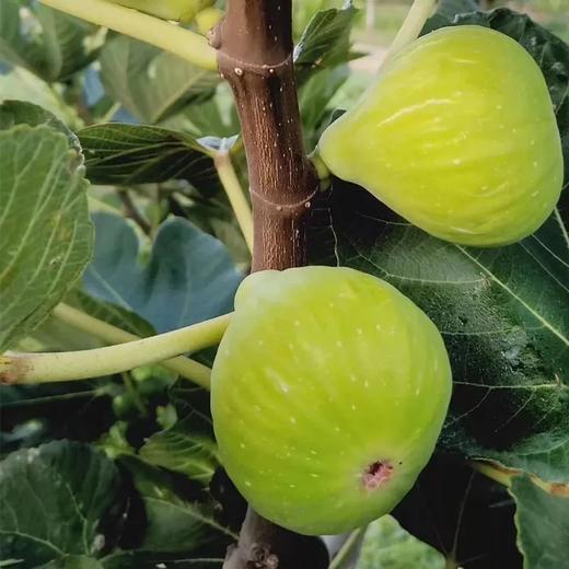 生态无花果 商品图3