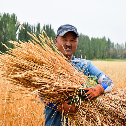 有机黑小麦1.25kg*2袋 商品图3