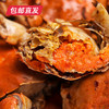 蟹老宋阳澄贡礼大闸蟹券998型 10只（雄蟹5.0两/只 雌蟹3.5两/只）【包邮直发】（ZB） 商品缩略图1