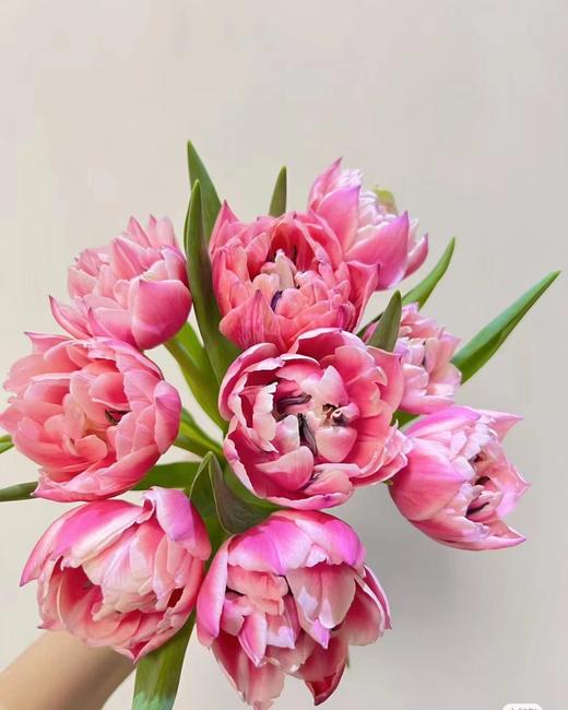 国产重瓣郁金香 | 哥伦布 商品图5