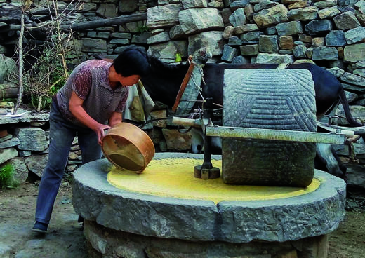 王金庄梯田生态小米 |  传统老品种，生态管理 | 味醇香甜，纯正原味 商品图6