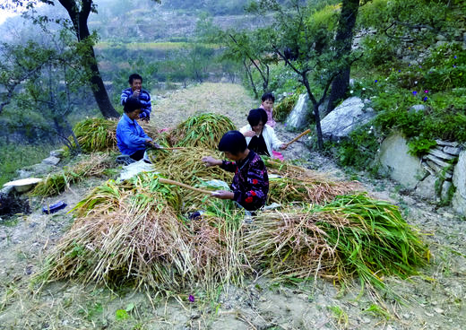 王金庄梯田生态小米 |  传统老品种，生态管理 | 味醇香甜，纯正原味 商品图3