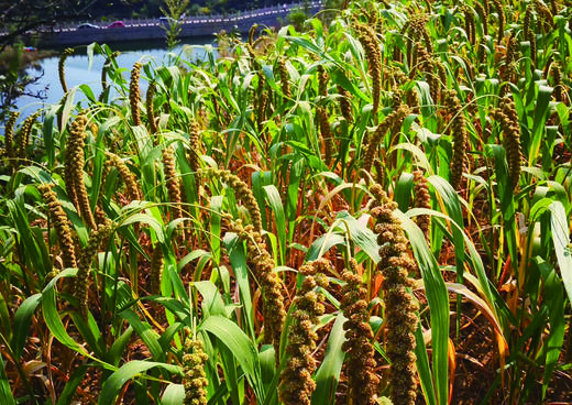 王金庄梯田生态小米 |  传统老品种，生态管理 | 味醇香甜，纯正原味 商品图8