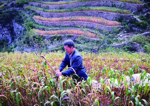 王金庄梯田生态小米 |  传统老品种，生态管理 | 味醇香甜，纯正原味 商品图7