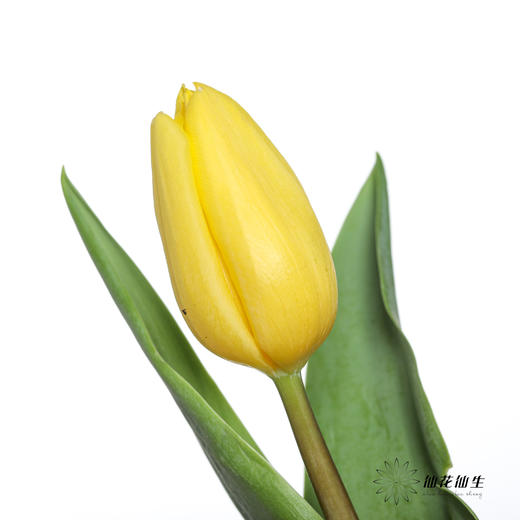 国产郁金香 | 黄金 商品图2